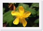 Jacaranda_flower * 800 x 533 * (40KB)