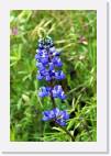 blue_flowers * 533 x 800 * (57KB)
