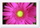 flower_pink * 800 x 533 * (48KB)