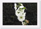 flowers_white * 800 x 533 * (30KB)