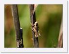 grasshopper * 800 x 594 * (31KB)