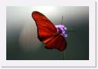 red_butterfly * 800 x 533 * (21KB)
