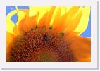 sunflower_bee * 800 x 533 * (50KB)