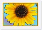 sunflower_color * 800 x 544 * (46KB)