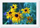 sunflowers * 800 x 533 * (52KB)