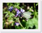 white_butterfly * 1716 x 1276 * (1.12MB)