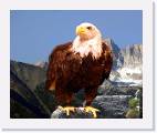 bald_eagle * 800 x 657 * (70KB)