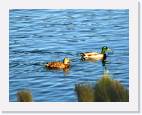 ducks * 800 x 628 * (76KB)