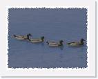 ducks2 * 800 x 616 * (36KB)