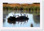 pelicans * 800 x 533 * (61KB)