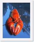 crayfish * 618 x 800 * (58KB)