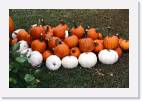 pumpkins * 800 x 533 * (91KB)