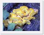 yellow_fungus * 800 x 600 * (112KB)