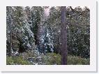 snow_trees * 800 x 564 * (157KB)
