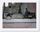 cat * 800 x 600 * (72KB)