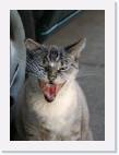 cat_yawn * 586 x 800 * (38KB)