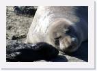 seal_cub * 800 x 547 * (56KB)