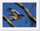 hawk3 * 800 x 586 * (31KB)